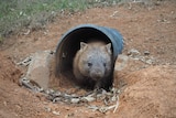 A wombat in an artificial burrow.