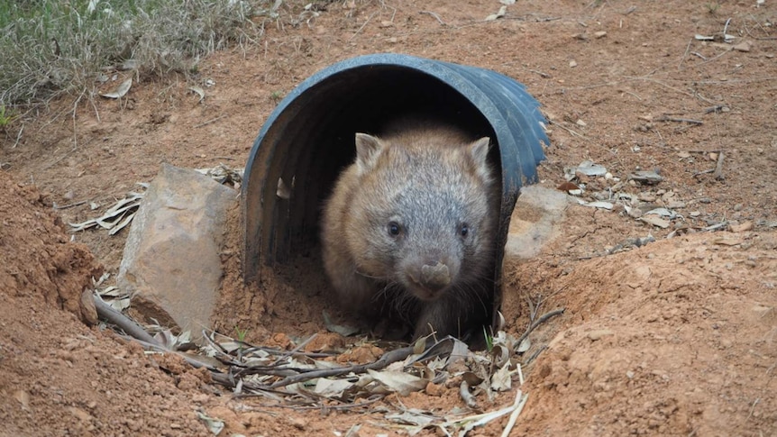A wombat in an artificial burrow.
