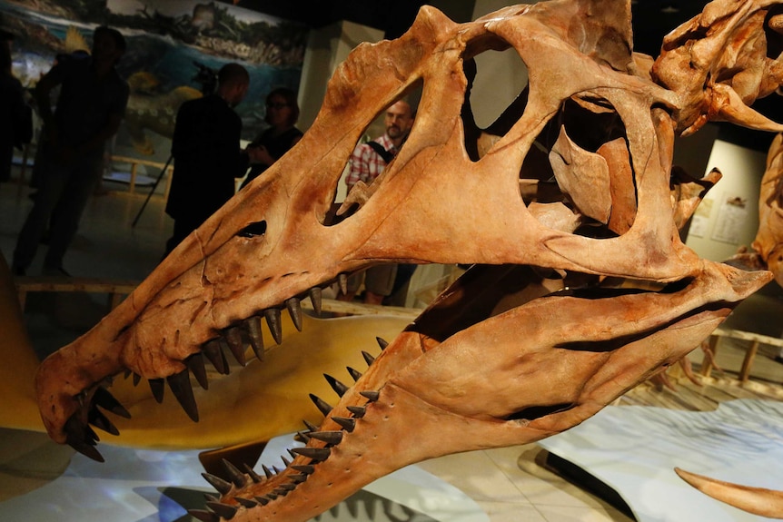 A close up image of the skeletal head of Spinosaurus, on display in a museum. It is very big and has very sharp teeth.