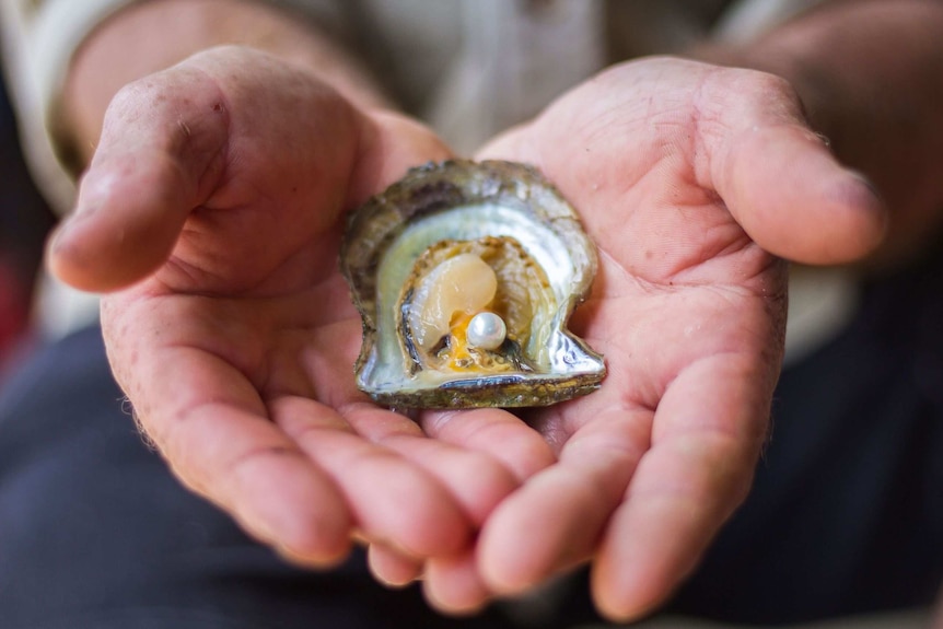 Close up of pearl oyster with pearl inside sitting on two open palms