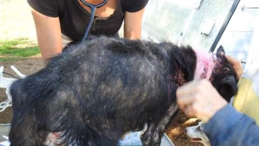 Emaciated black dog being checked by vets