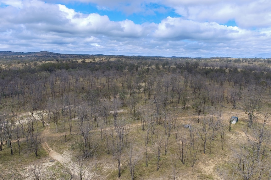 An aerial photo of a hill of dead iron bark trees on the Walsh family farm near Warwick, February 2021.