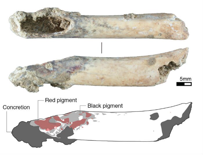 Hollow bone made from the long bone of a bear cuscus