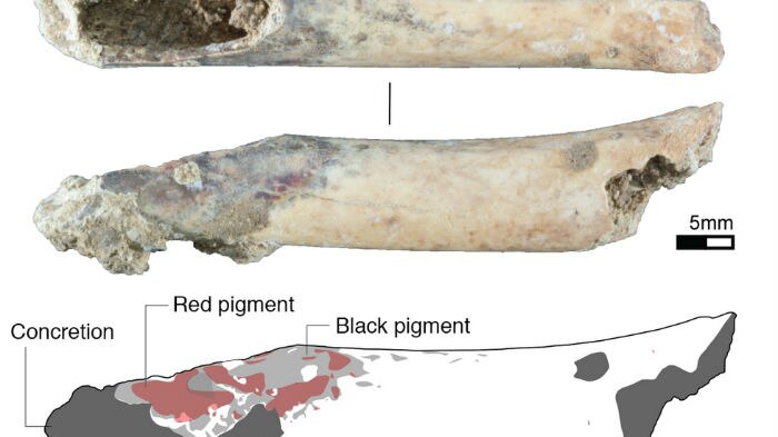 Hollow bone made from the long bone of a bear cuscus