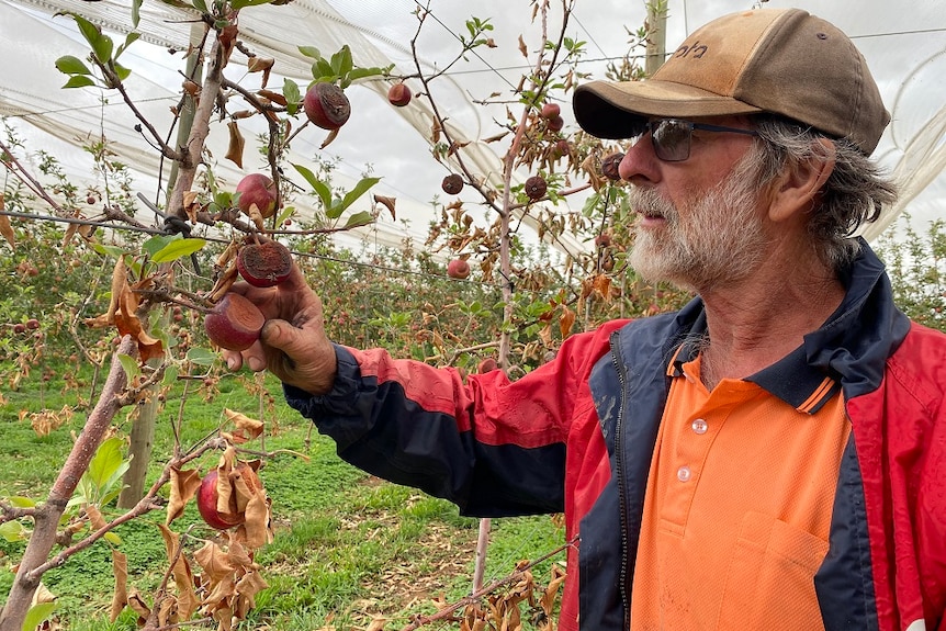 Grower Ralph Wilson inspects his fire damaged apples in his orchard in Batlow.