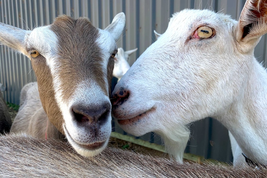 Two goats cuddling.