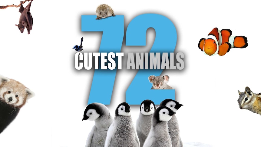 A red panda, bat, bird, koala, clown fish, hedgehog, penguins, sugar glider scattered across a white screen