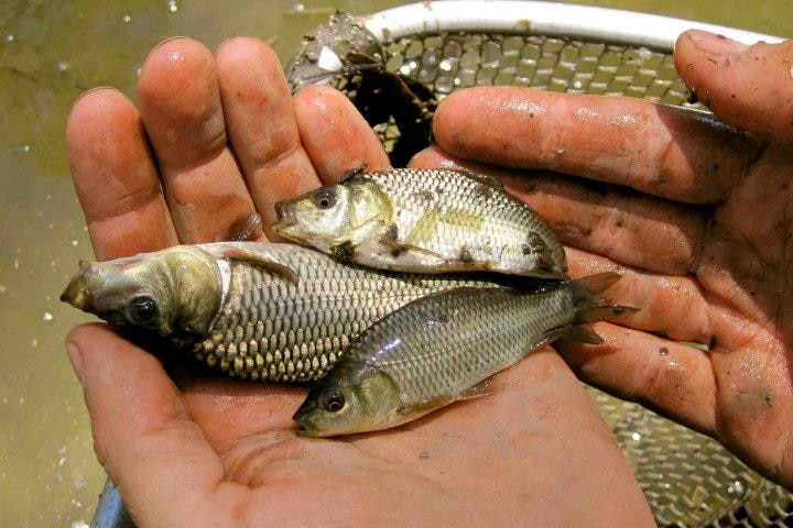 European carp population set to explode after floods, sparking