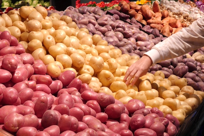 A person picking up a potato from a supermarket display.