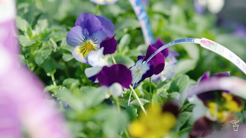 Pansies and violas in pots at a nursery.