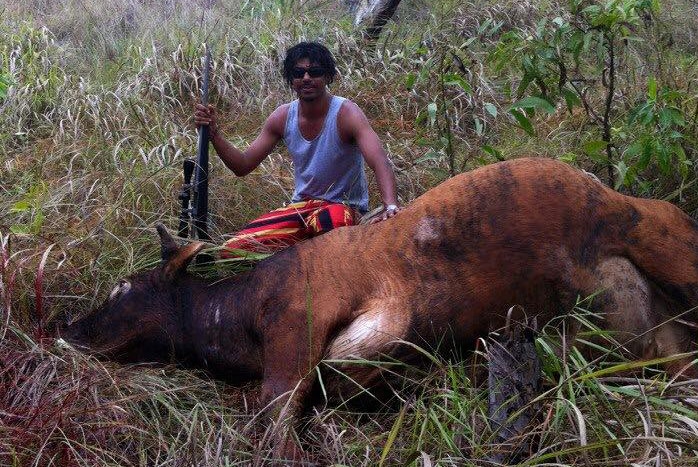 A man squats next to a wild bull he has killed