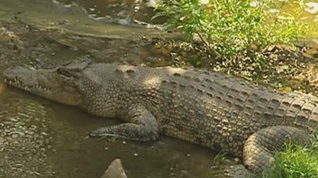 Saltwater crocs: A number of females have been found over the past few weeks (file photo).