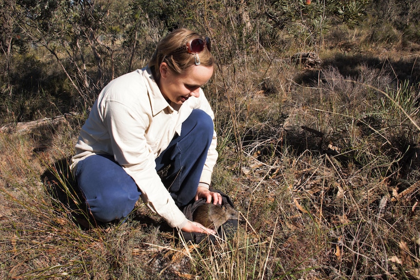 A woman wearing a white shirt looks at a bandicoot.