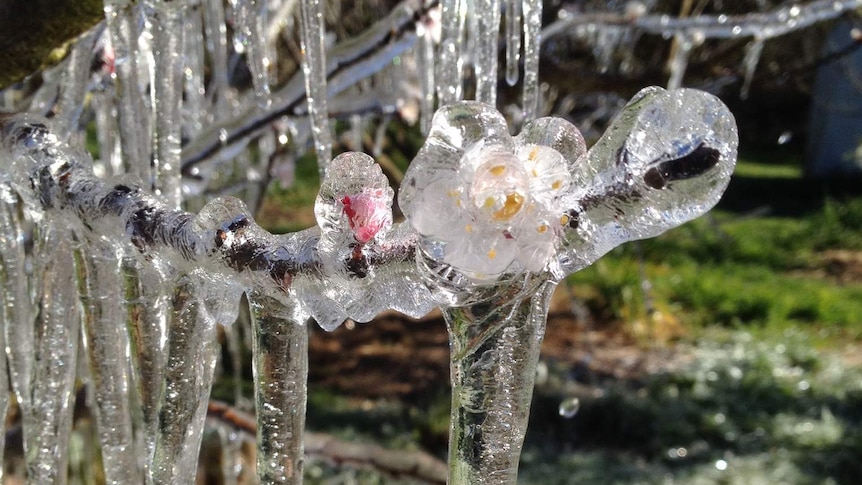 Ice on apricot blossoms