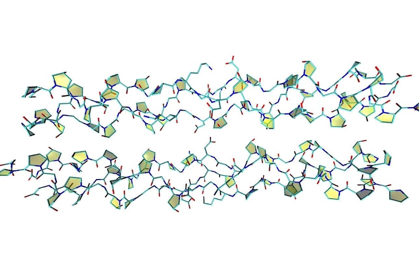 Structure of collagen.