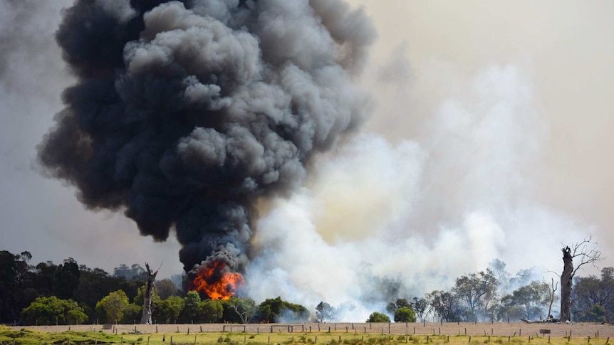 The bushfire burns at the edge of a field