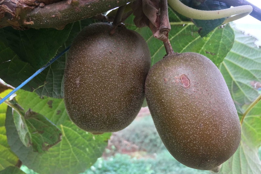 Gold kiwi fruit ready to be harvested on the vine near Shepparton.