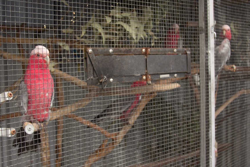 Galahs in a cage