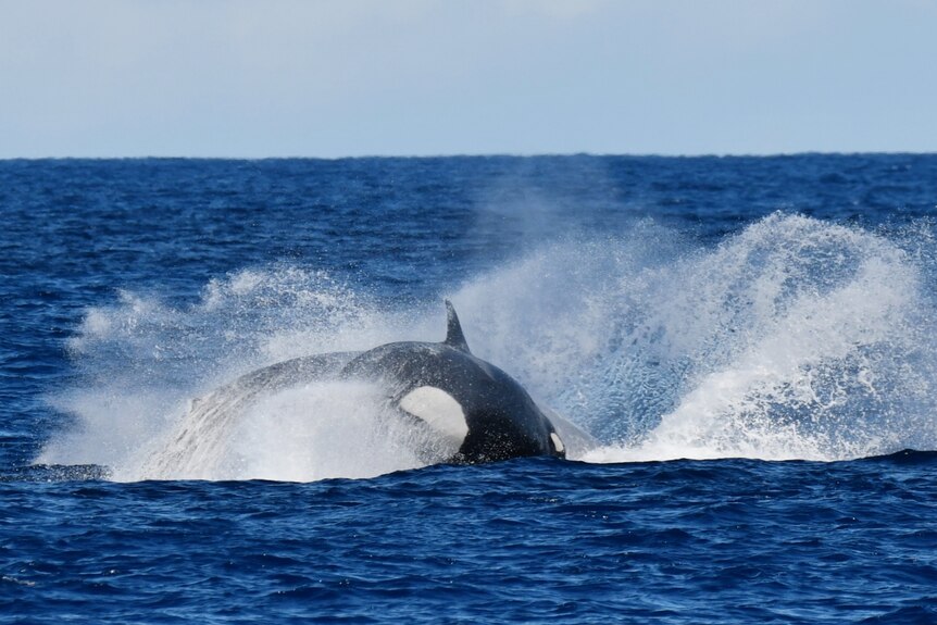 An orca breaches the surface of the ocean.