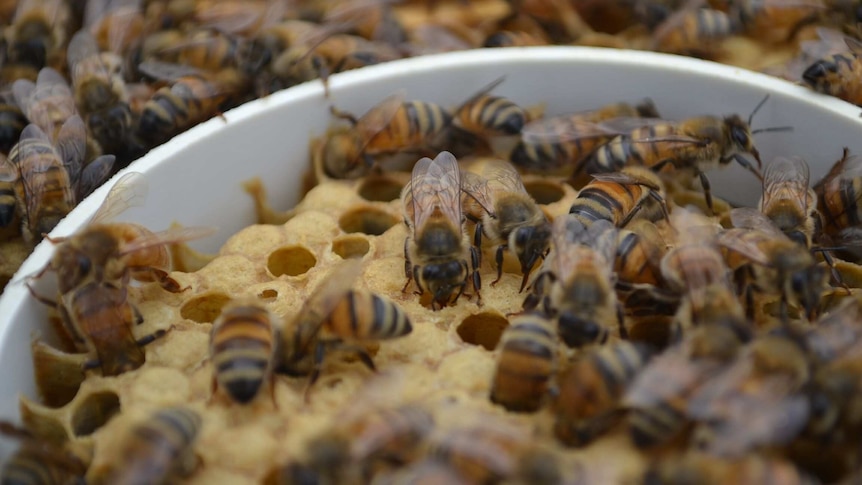 A close-up of bees in a hive