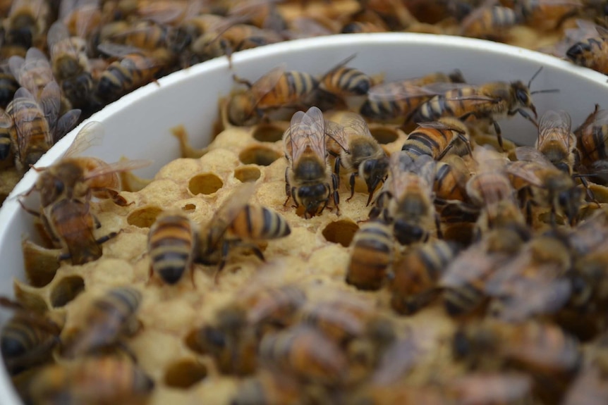 A close-up of bees in a hive