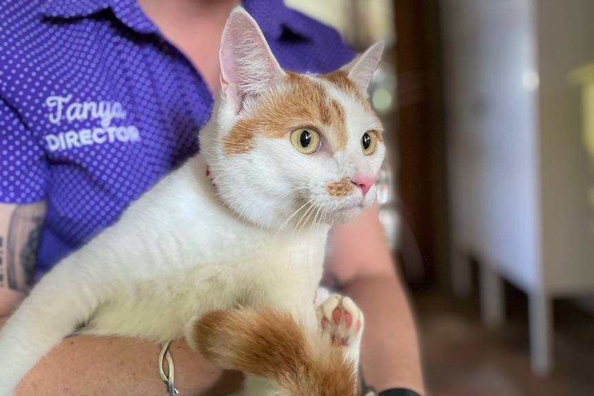 Close up of a cat who is predominantly white with some ginger patches around her eyes. She is looking past the camera 