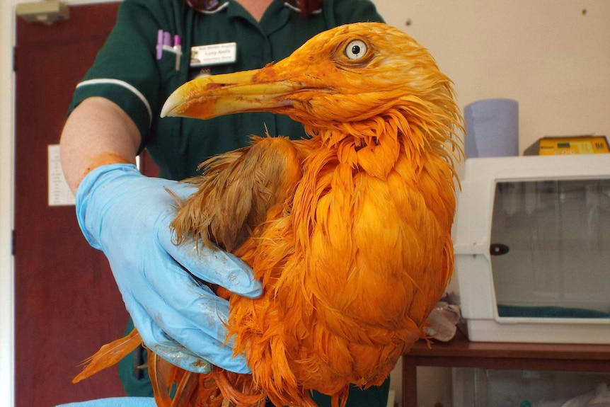 Orange bird on table held by a vet