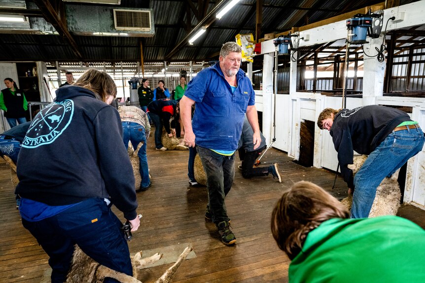 A sheep is placed between some knees prior to shearing