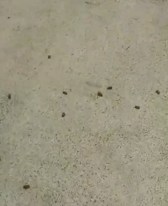 Beetles outside a home in Springfield - ABC News