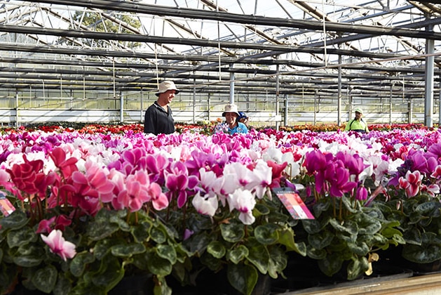 A Queensland plant nursery said a new biosecurity protocol has led to savings of almost half a million dollars.