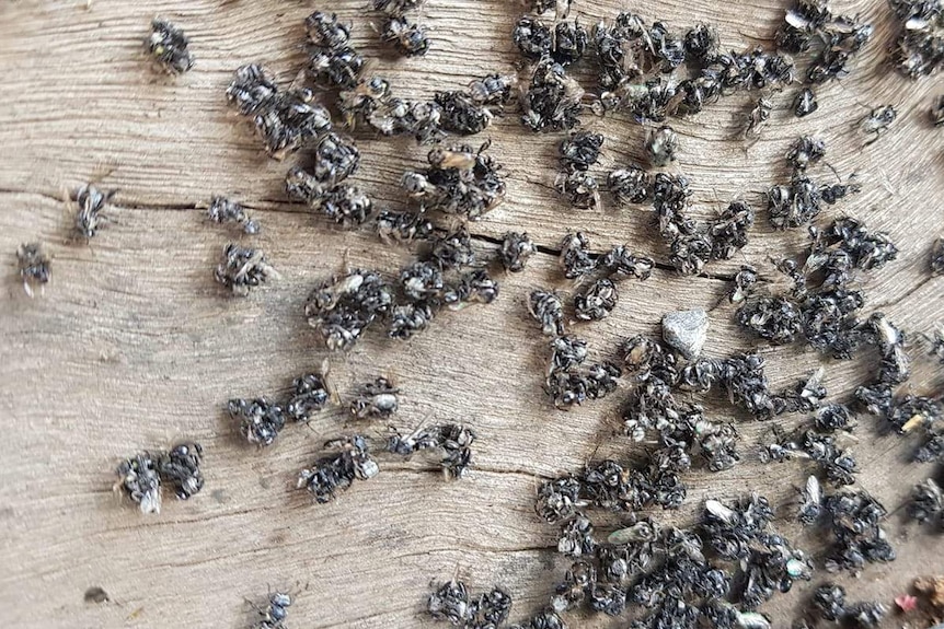 Dead native bees lying on a board