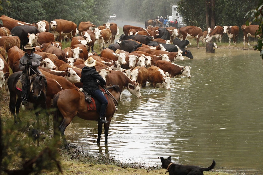 Cattle stop at a water hole on the Dargo High Plains in eastern Victoria.