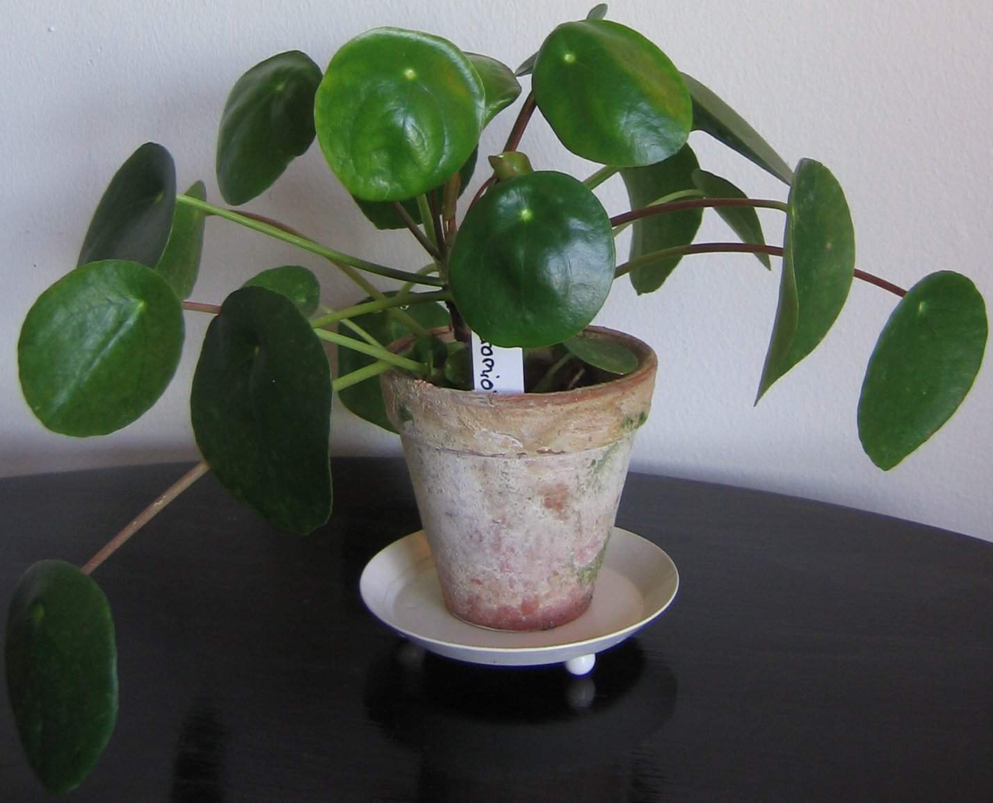 A plant with round leaves in a clay pot