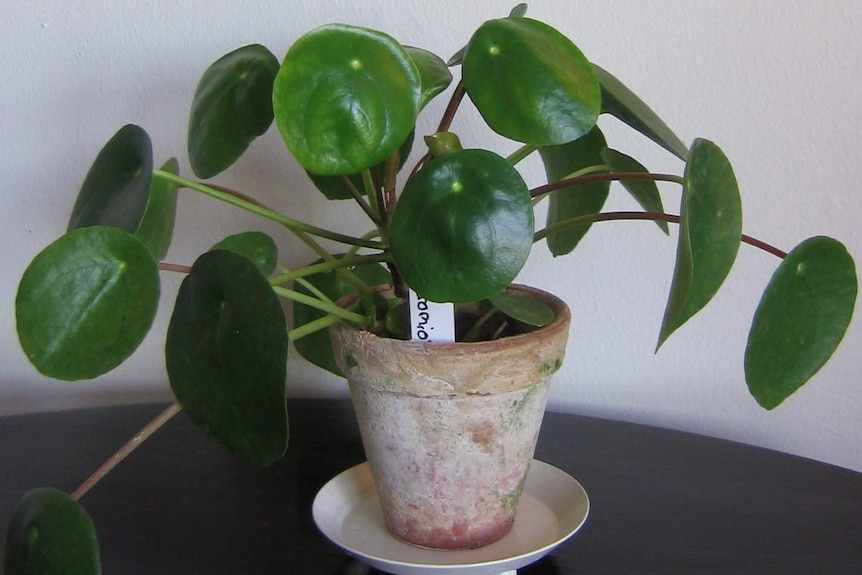 A plant with round leaves in a clay pot