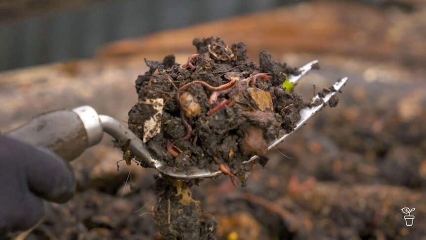 A garden fork lifting up soil filled with worms and compost. 