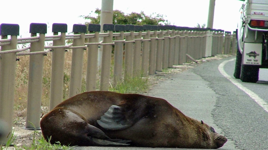 A seal watches traffic on a highway in northern Tasmania.