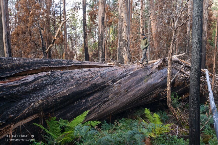 A man walks over a fallen giant tree in Tasmania