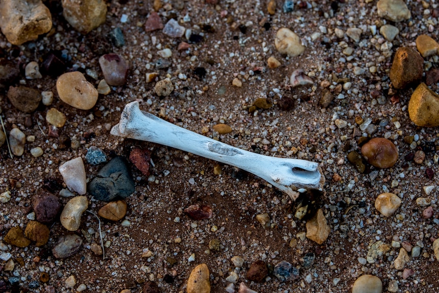 A single white bone is lying on dark, rocky ground.