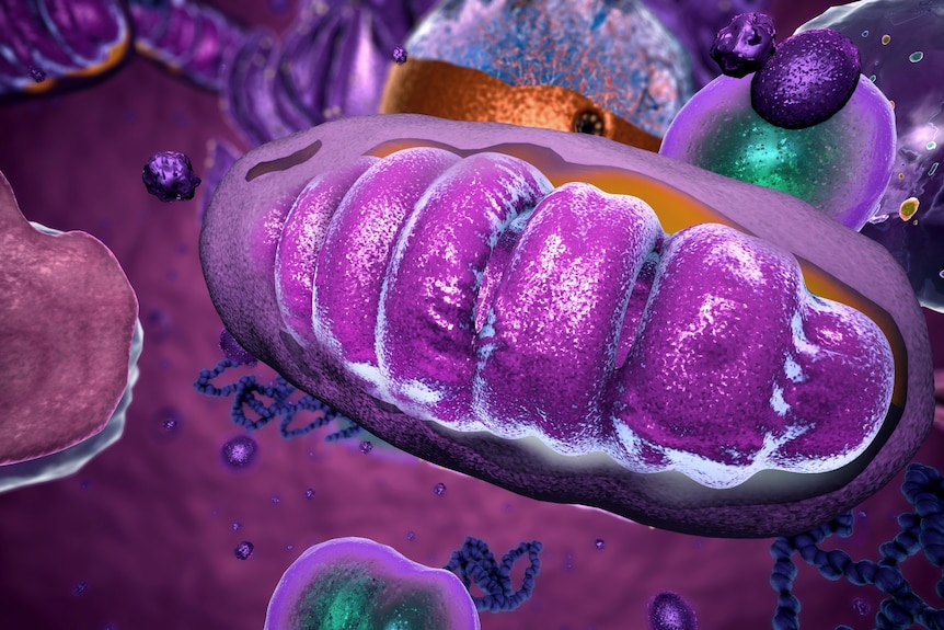 3D illustration of a purplish oval-shaped structure inside a cell.