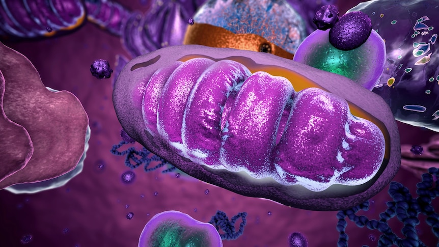 3D illustration of a purplish oval-shaped structure inside a cell.