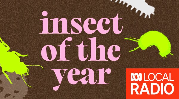 stylised insects in neon yellow and white on a brown background