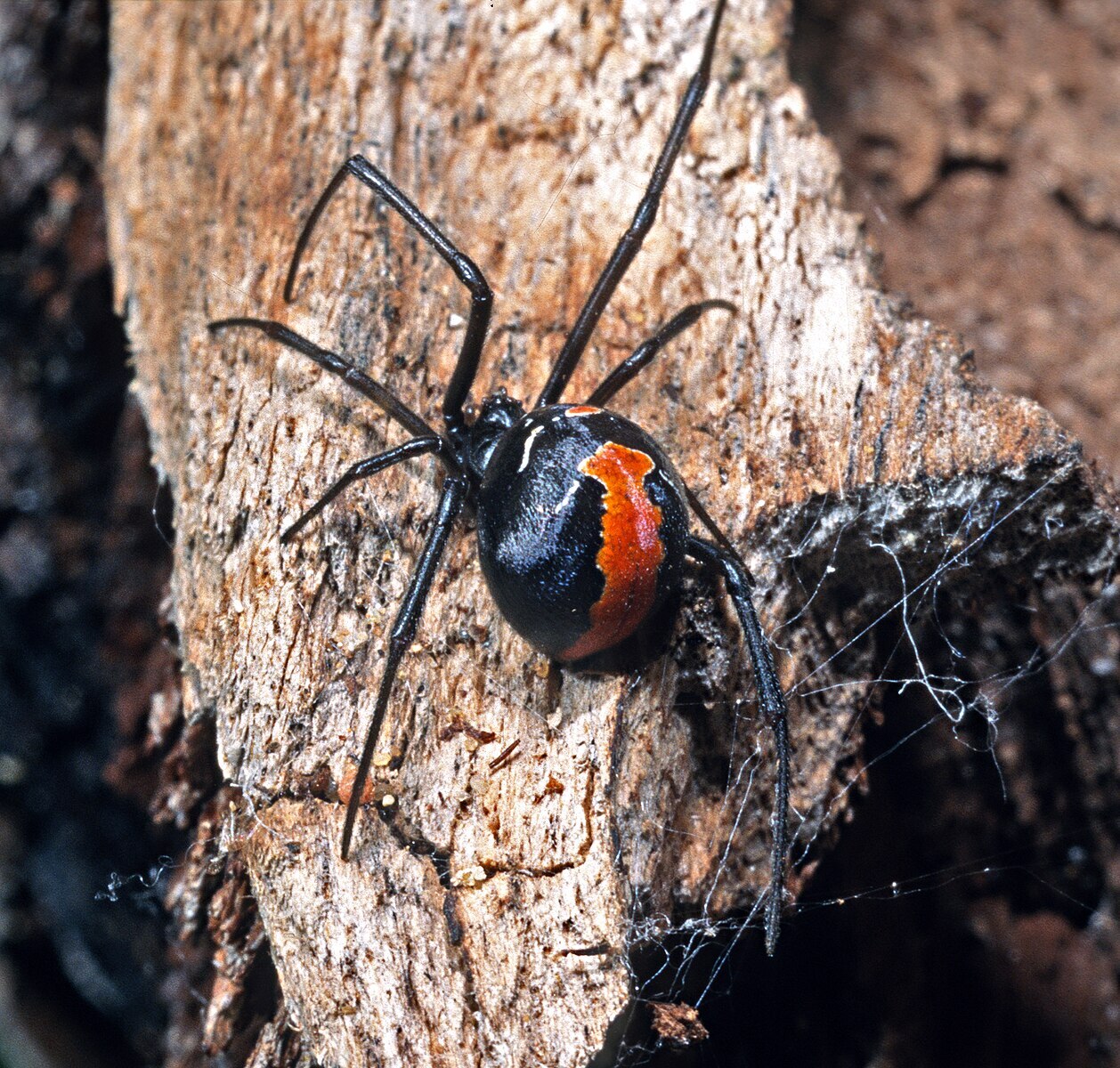 An Australian redback spider is on a tree