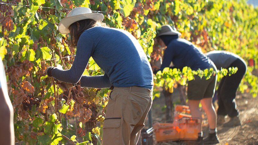 People stand in a row picking grapes, they are wearing hats and long sleeves. 
