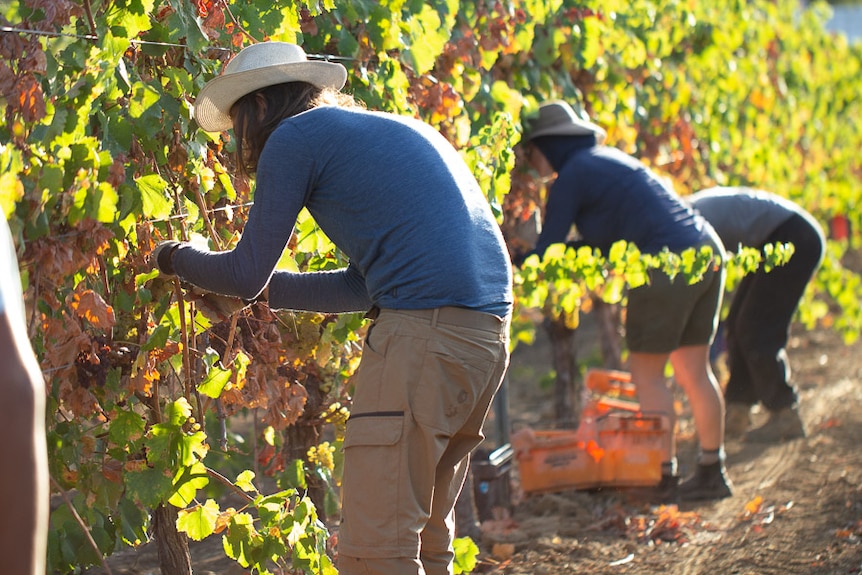 People stand in a row picking grapes, they are wearing hats and long sleeves. 