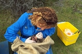 Dr Samantha Fox checks a Tasmanian devil for signs of facial tumour disease