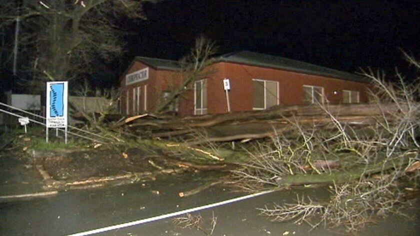 A tree toppled in a storm in Adelaide.