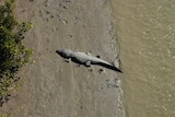 A crocodile on a muddy bank by a creek.