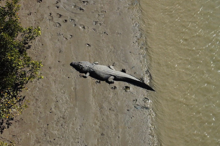 A crocodile on a muddy bank by a creek