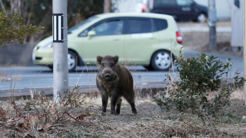 Wild boar next to street in town