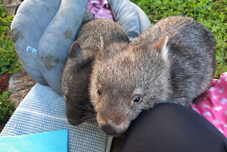 Rossco the wombat joey